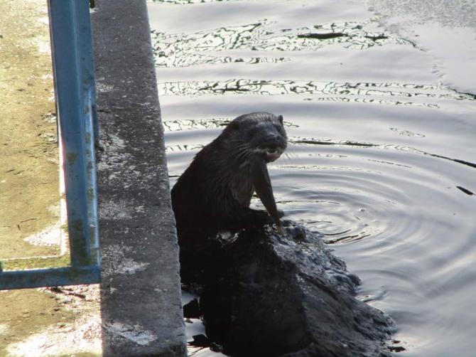 Investigation launched into oil spill at Craigavon's South Lake Your